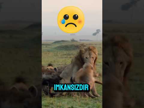 20 Sırtlana Karşı Bir Aslan Heyecan Dolu Kaçış! 🦁🆘🍀👀
