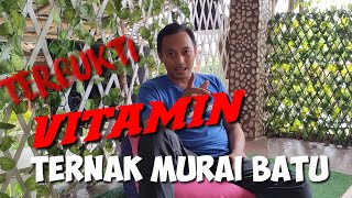 Download lagu 087770218222 Jual Vitamin Burung Murai Batu untuk Ternak di Klaten mp3 Download lagu 087770218222 Jual Vitamin Burung Murai Batu untuk Ternak di Klaten mp3