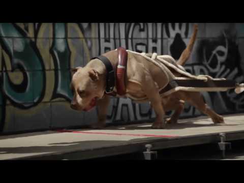 YouTube video about: How much weight can one sled dog pull?