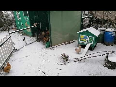 Hühner im Schnee