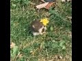 Cat Kissing A Mouse