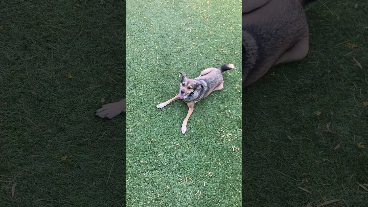 Patrick, a ADOPTABLE mixed breed in Scottsdale, AZ video 6/6
