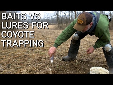 Baits VS. Lures For Coyote Trapping | How To Choose