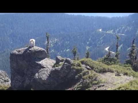 Mountain goat lamb lost