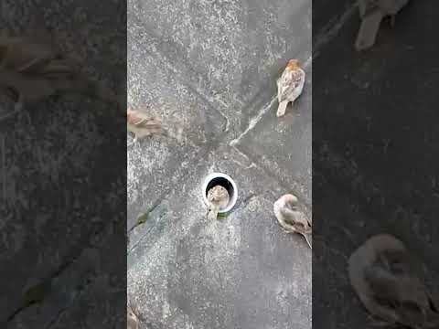 すずめの穴覗き