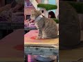 This Gray Tabby Cat With A Bow Tie Looks Way Bigger In Real Life