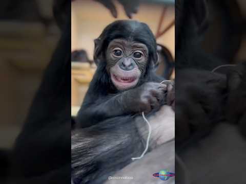 Too Cute! Baby Bonobo Daisy at 4 Months