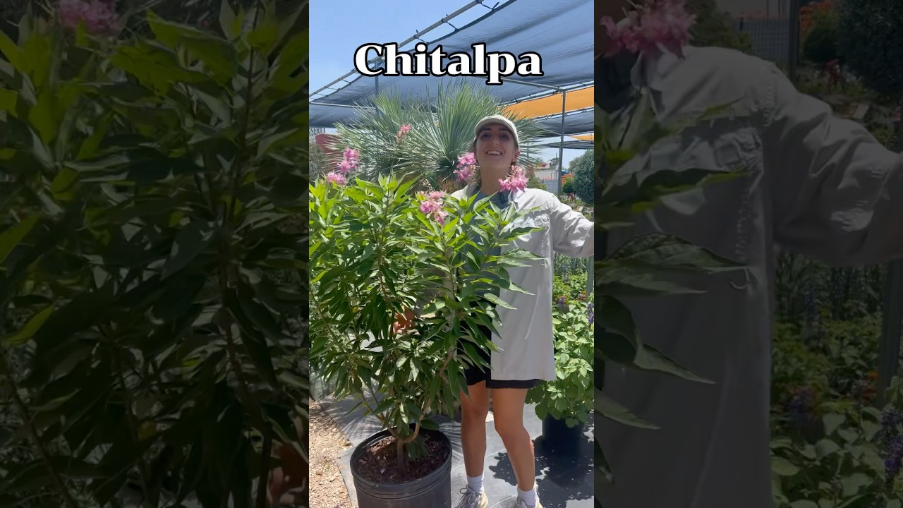 Chitalpa Tree care and purple bloom in an Austin Tx landscape