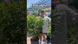Chitalpa Tree Care & Growing Tips