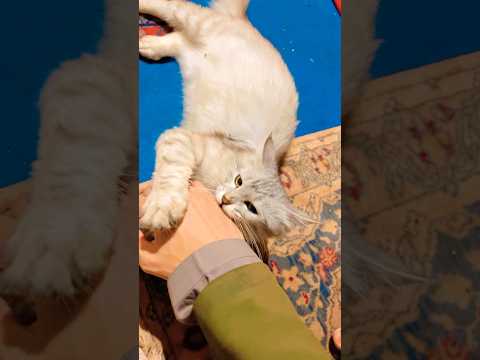 dhako zara shrarti Billi #cat #shorts #animal #pakistan #shots #popular foryou beautiful