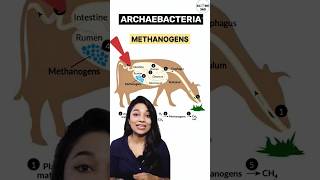 NEET 2024 💯 Archaebacteria in 30 seconds | Biological Classification class 11 | NCERT Quick revision
