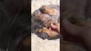 このベッドの季節がやってきた。　#ミニチュアダックスフンド #眠る #癒し
