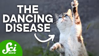 Japan&#39;s Ominous Dancing Cats and the Disaster That Followed