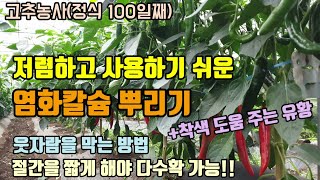 고추농사 저렴하고 사용하기 편한 칼슘제 염화칼슘과 붕소 사용방법과 희석배수 고추의 착색과 병해충을 줄이기 위…