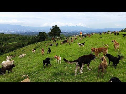 Costa Rica’s Land Of The Strays Is Literally A Paradise For A Crazy Number Of Dogs Video