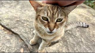 次々と集まって来たかわいい猫達おしゃべり猫きなこも積極的に参加
