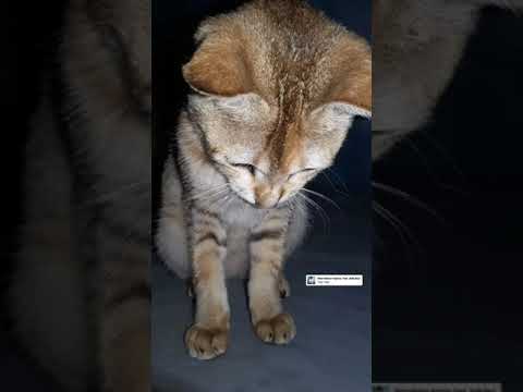 #beautiful#cutecats#catlover#cutcap#shorts#ytshort#beautifulcats#lovelycats#beautifulcatsvideos