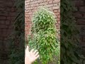 Tulshi Ji Plants Gardening Organic Tulshi Tulshiji Holybasil Containergardening Tulsi