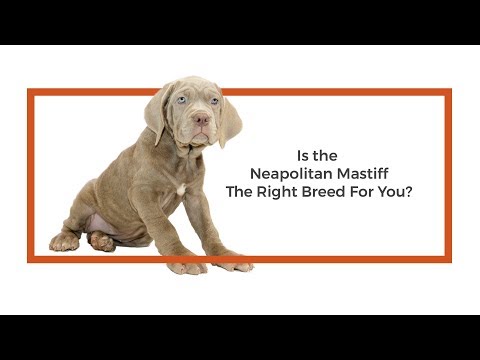 Mastiff Breed Video