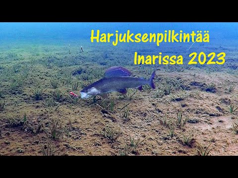 Harjuksen pilkintää Inarissa 2023.