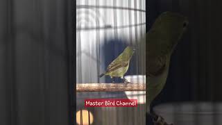 Download lagu Konin betina gacor#shorts mp3