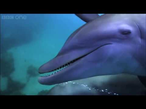 Dolphins purposely getting high on pufferfish Dolphins Spy in the Pod