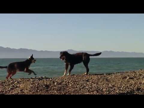 Trailer OLD DOG TRAILER