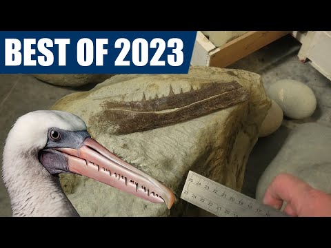 2023 Fossil Highlights and Pelagornis beak update [Back to University!]