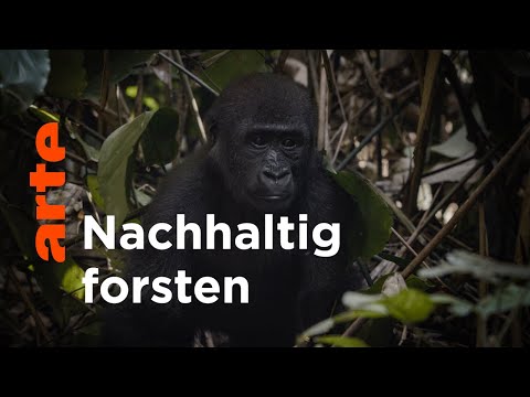 Kohabitation statt Vertreibung | Gute Nachrichten vom Planeten | Doku HD | ARTE