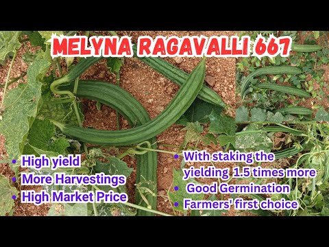 MELYNA RAGAVALLI 667