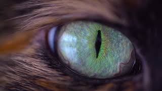 Waxwane - Bulletproof [OFFICIAL AUDIO STREAM]