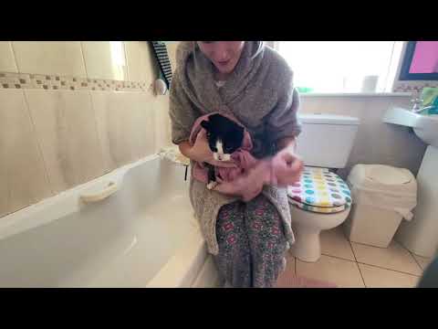 How To Wash Scared/Stray Cat