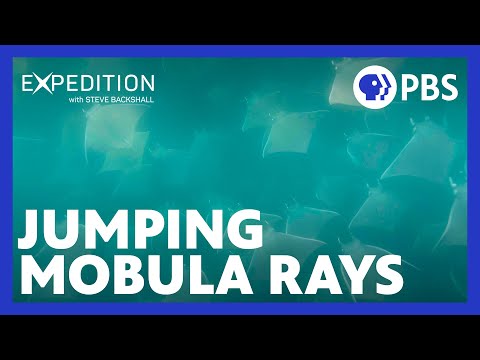 Mobula Rays Jump Out of the Water!  | Expedition with Steve Backshall | Season 2 | PBS