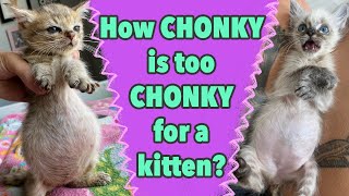 Chunky Kitten Bellies: Good or Bad?
