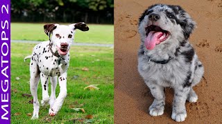 10 Hermosas Razas de Perros con Manchas