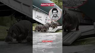 Pablo Escobar’s Hippo Empire