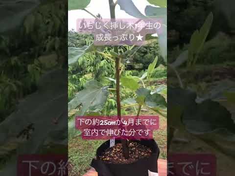 つるイチジク 植物