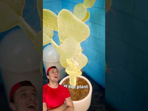 Как Вкусно Приготовить Кактус ?🌵 #рекомендации