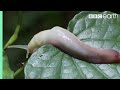 Ants Devour Slug Alive Natural World Ant Attack BBC Earth