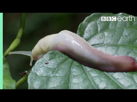 Ants Devour Slug Alive! | Natural World: Ant Attack | BBC Earth
