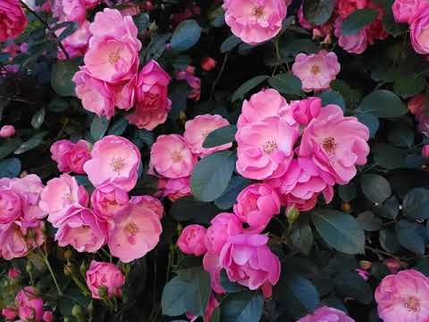 B.J. Thomas, I'm So Lonesome I Could Cry