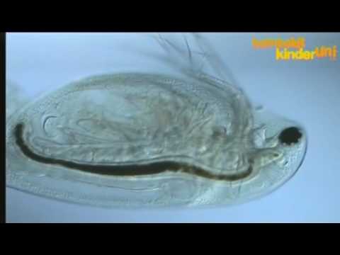 Humboldt-Kinder-Uni: Besuch in der Pfütze