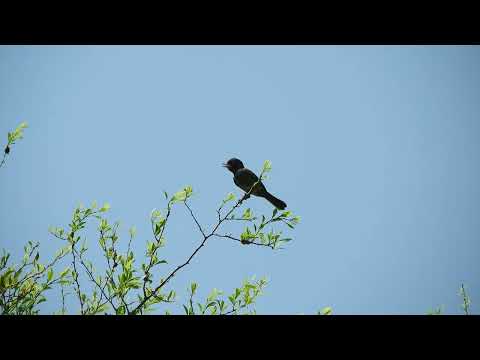 Viudita Chaqueña (Knipolegus striaticeps) vocalizando ETB Santurce, 26/9/2026