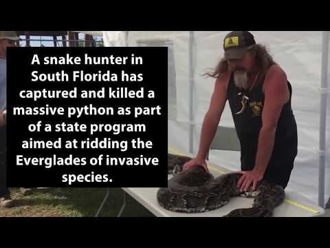 Everglades Snake Hunter Captures,  Kills Massive Python