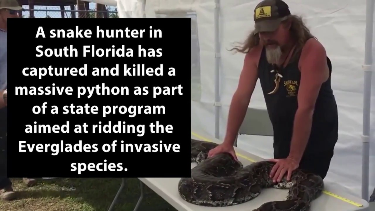 Everglades Snake Hunter Captures,  Kills Massive Python