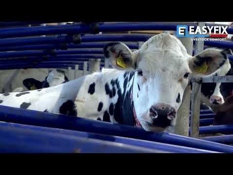 Milchviehbetrieb, Lindenberg, Deutschland | EASYFIX-Stalleinrichtung