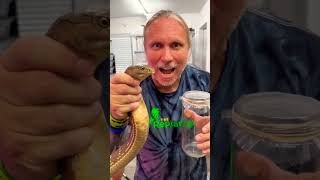 Download lagu King Cobra dan Cairan Racun Bisanya mp3