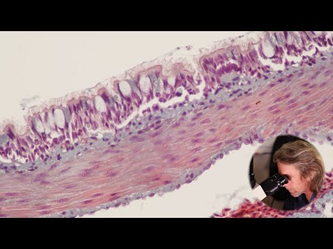 Histology introduction - tissues