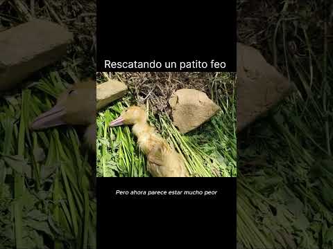 Una segunda oportunidad 🐤😪...#nature #fauna #animals #birds
