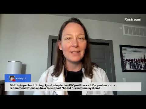 How to support-boost immune system of an FIV positive cat? (A Vet Explains)